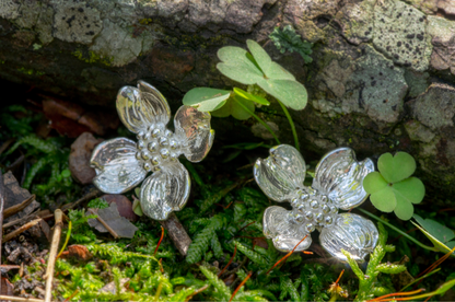 Dogwood silver ear studs