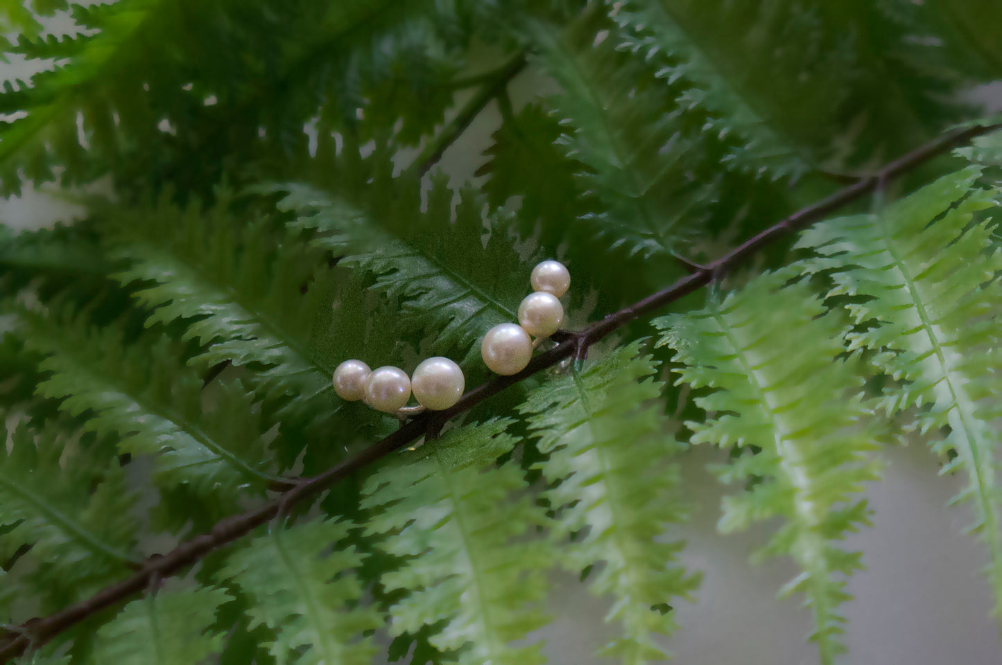 Freshwater pearl silver ear studs