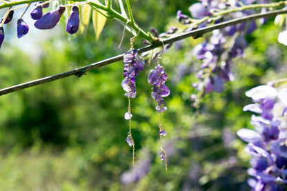 Wisteria amethyst long cluster earrings
